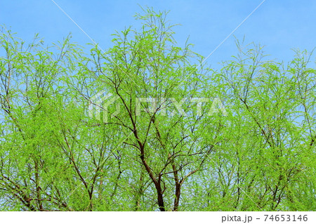 美しき柳 その202102 :  花と植物が織りなす色紙 その202102 美しき柳 その202102 :  花と植物が織りなす色紙 その202102 74653146