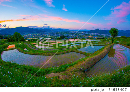 棚田に映る赤と紫と青の空　 74653407