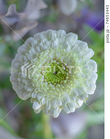 八重咲きガーベラのフラワーアレンジメントの写真素材