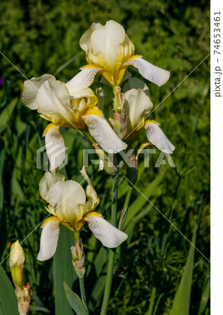 Beautiful iris flower on flowerbed in garden 74653461