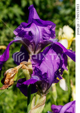 Beautiful iris flower on flowerbed in garden 74653463