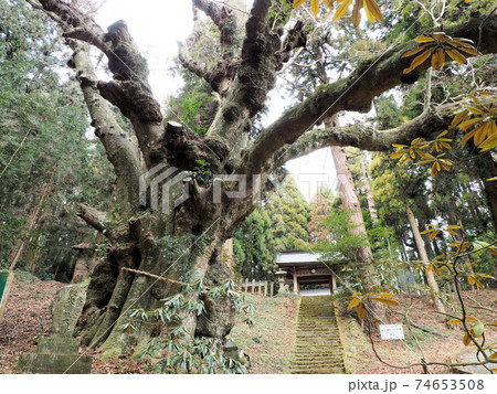 籾山八幡社の御神木 大ケヤキ 籾山八幡社の御神木 大ケヤキ 74653508