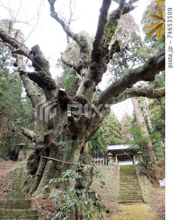 籾山八幡社の御神木 大ケヤキ 籾山八幡社の御神木 大ケヤキ 74653509