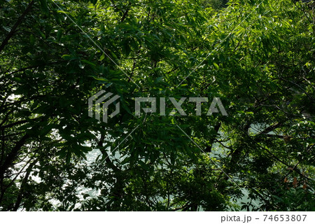 XT2中川村坂戸橋その24 74653807