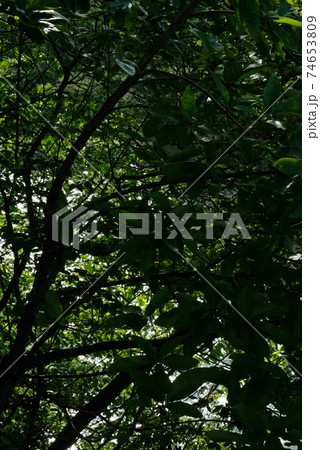 XT2中川村坂戸橋その26 74653809