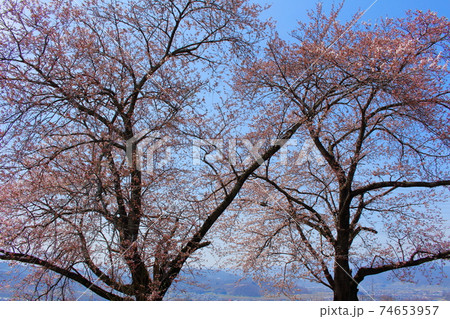 美しき桜の花 その2102 : 花と植物が織りなす色紙 その2102 美しき桜の花 その2102 : 花と植物が織りなす色紙 その2102 74653957