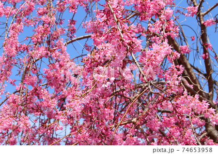 美しき桜の花 その2102 : 花と植物が織りなす色紙 その2102 美しき桜の花 その2102 : 花と植物が織りなす色紙 その2102 74653958