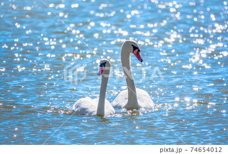 Two Graceful white Swans swimming in the lake, swans in the wild 74654012