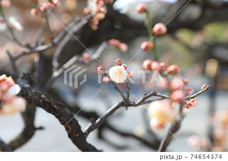 ウメの花 ウメの花 74654374