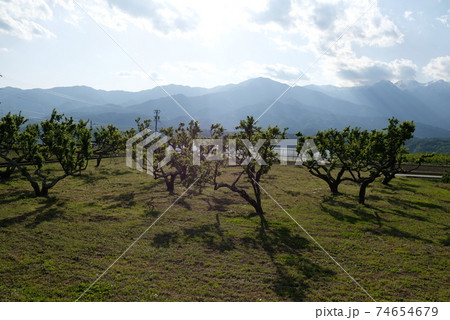 XT2中川村今錦その9 74654679