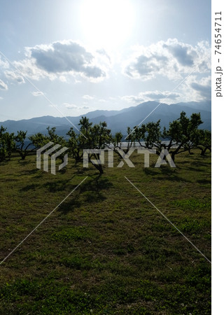 XT2中川村今錦その24 XT2中川村今錦その24 74654711