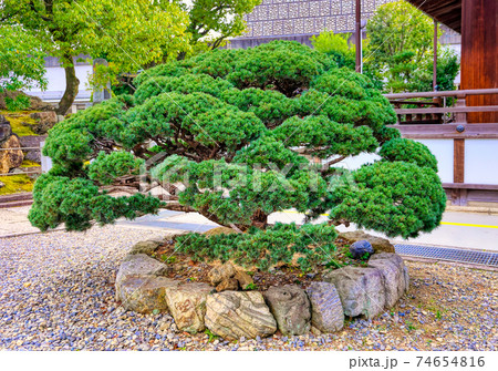 京都、大谷本廟の松の木 京都、大谷本廟の松の木 74654816