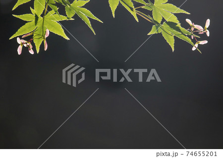 初夏の色-モミジ2、椛の若葉と種子の赤い羽根の風景 初夏の色-モミジ2、椛の若葉と種子の赤い羽根の風景 74655201