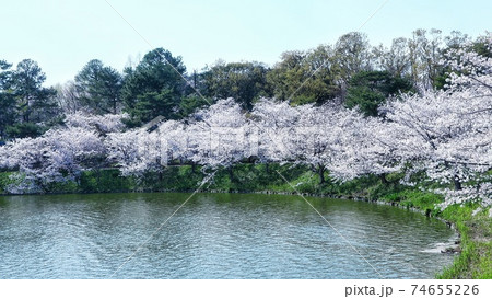 大阪 鶴見緑地公園 桜の風景の写真素材
