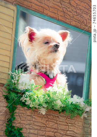 深呼吸するわんこ 74655703