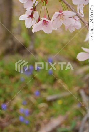 桜の花 74655716