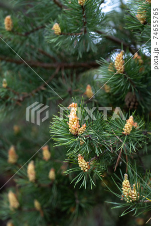 Pine buds. A new sprout on a pine branch. Shallow DOF macro Pine buds. A new sprout on a pine branch. Shallow DOF macro 74655765