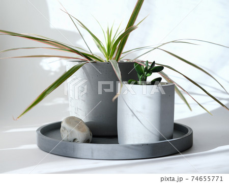 home garden minimal style decoration. flowers in concrete pots. home garden minimal style decoration. flowers in concrete pots. 74655771