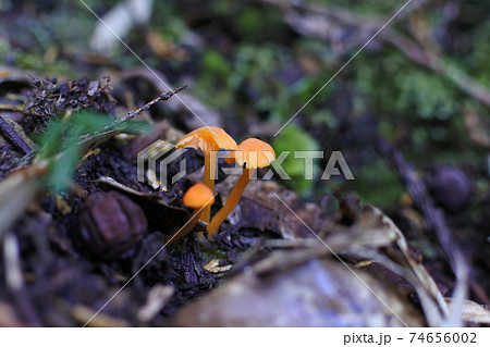ヒナノヒガサ　森の腐葉土に傘を齧られたキノコと幼菌と無傷なキノコの3本 74656002