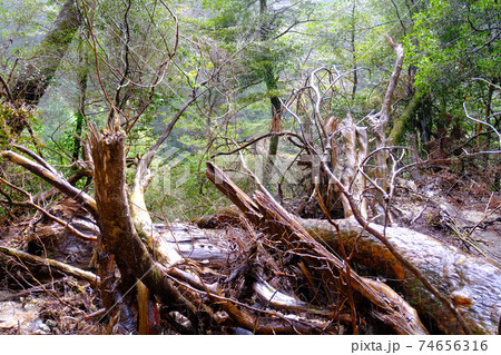ヤクスギランドの倒木 74656316