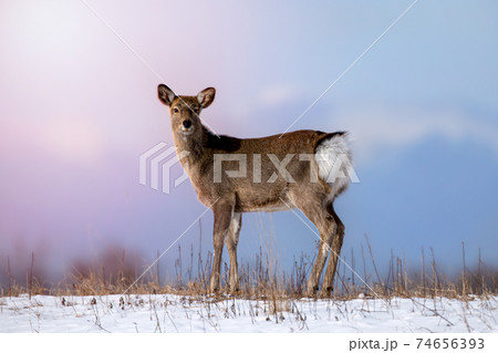 エゾシカ 夕焼け 北海道 74656393