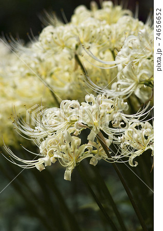 シロバナマンジュシャゲの白い花が咲いています。学名はLycoris albifloraです。 74656652