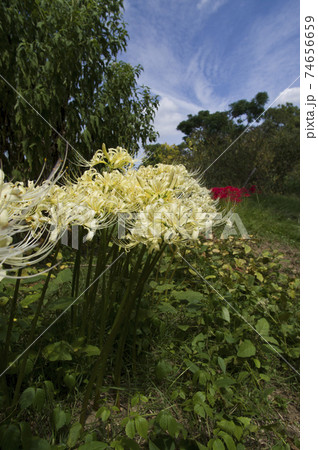 シロバナマンジュシャゲの白い花が咲いています 学名はlycoris Albifloraです の写真素材