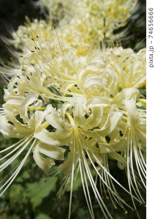 シロバナマンジュシャゲの白い花が咲いています。学名はLycoris albifloraです。 74656666