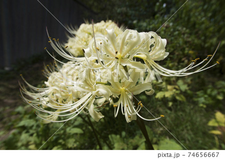 シロバナマンジュシャゲの白い花が咲いています。学名はLycoris albifloraです。 シロバナマンジュシャゲの白い花が咲いています。学名はLycoris albifloraです。 74656667