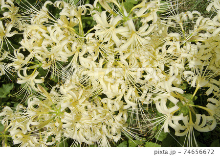 シロバナマンジュシャゲの白い花が咲いています。学名はLycoris albifloraです。 シロバナマンジュシャゲの白い花が咲いています。学名はLycoris albifloraです。 74656672