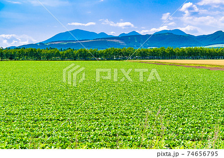 北海道 十勝の夏景色 74656795