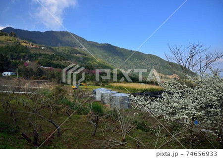 台湾 にじ レインボー 74656933