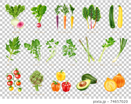 水彩插圖蔬菜集 水彩插圖蔬菜集 74657020