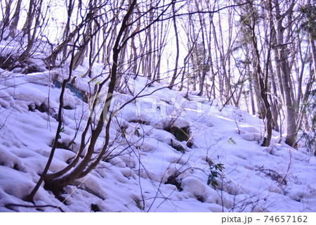 木立の間の雪景色 木立の間の雪景色 74657162