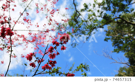 花 フラワー お花 74657315