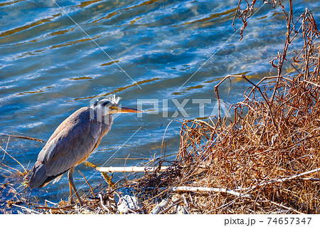冬のアオサギ 冬のアオサギ 74657347