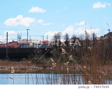 小松ヶ池 Komatsugaike pond    河津桜 Kawaduzakura cherry 小松ヶ池 Komatsugaike pond    河津桜 Kawaduzakura cherry 74657640