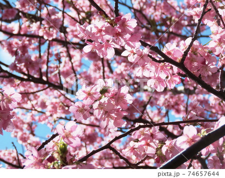 小松ヶ池 Komatsugaike pond 河津桜 Kawaduzakura cherry 小松ヶ池 Komatsugaike pond 河津桜 Kawaduzakura cherry 74657644