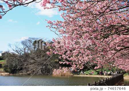小松ヶ池 Komatsugaike pond    河津桜 Kawaduzakura cherry 74657646