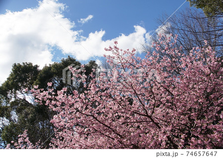 小松ヶ池 Komatsugaike pond 河津桜 Kawaduzakura cherry 小松ヶ池 Komatsugaike pond 河津桜 Kawaduzakura cherry 74657647