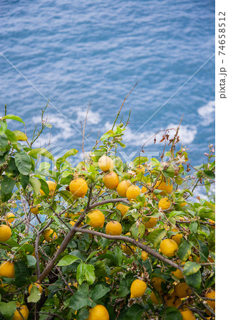 Yellow fresh lemons hanging on tree in fruit orchad on blue sea background 74658512