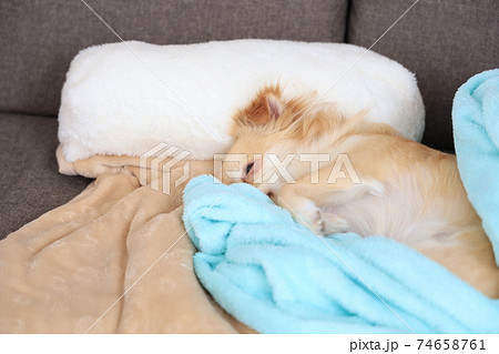 昼寝中のチワワ 昼寝中のチワワ 74658761