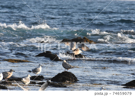 江見港 前島灯台 カモメ 千葉県鴨川市 74659079