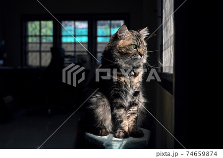 Cat looking out side windows home. Cat looking out side windows home. 74659874