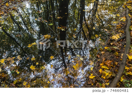 autumn forest, reflection of trees in puddles, fallen yellow leaves 74660481