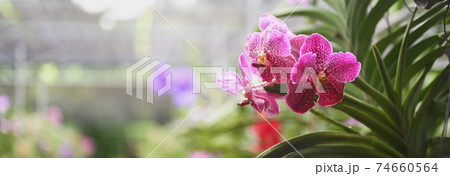 The colorful orchid farm is an agricultural industry in Thailand. 74660564
