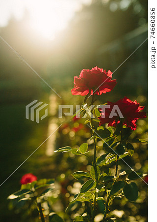 Beautiful red rose flower close-up blooming on bush in the sunset garden Beautiful red rose flower close-up blooming on bush in the sunset garden 74660856