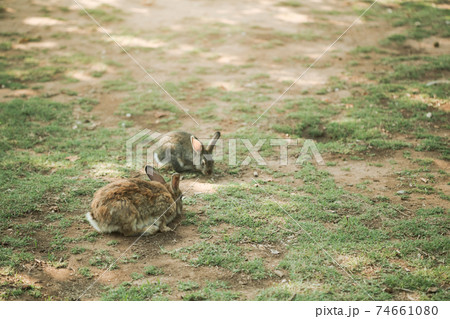 Two sweet little baby bunnies walking on the meadow eating grass, easter spring 74661080