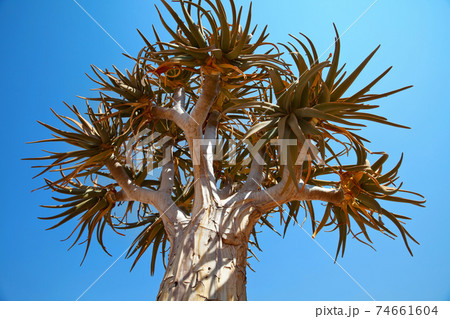 Quiver tree Quiver tree 74661604