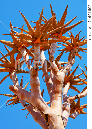 Quiver tree 74661605